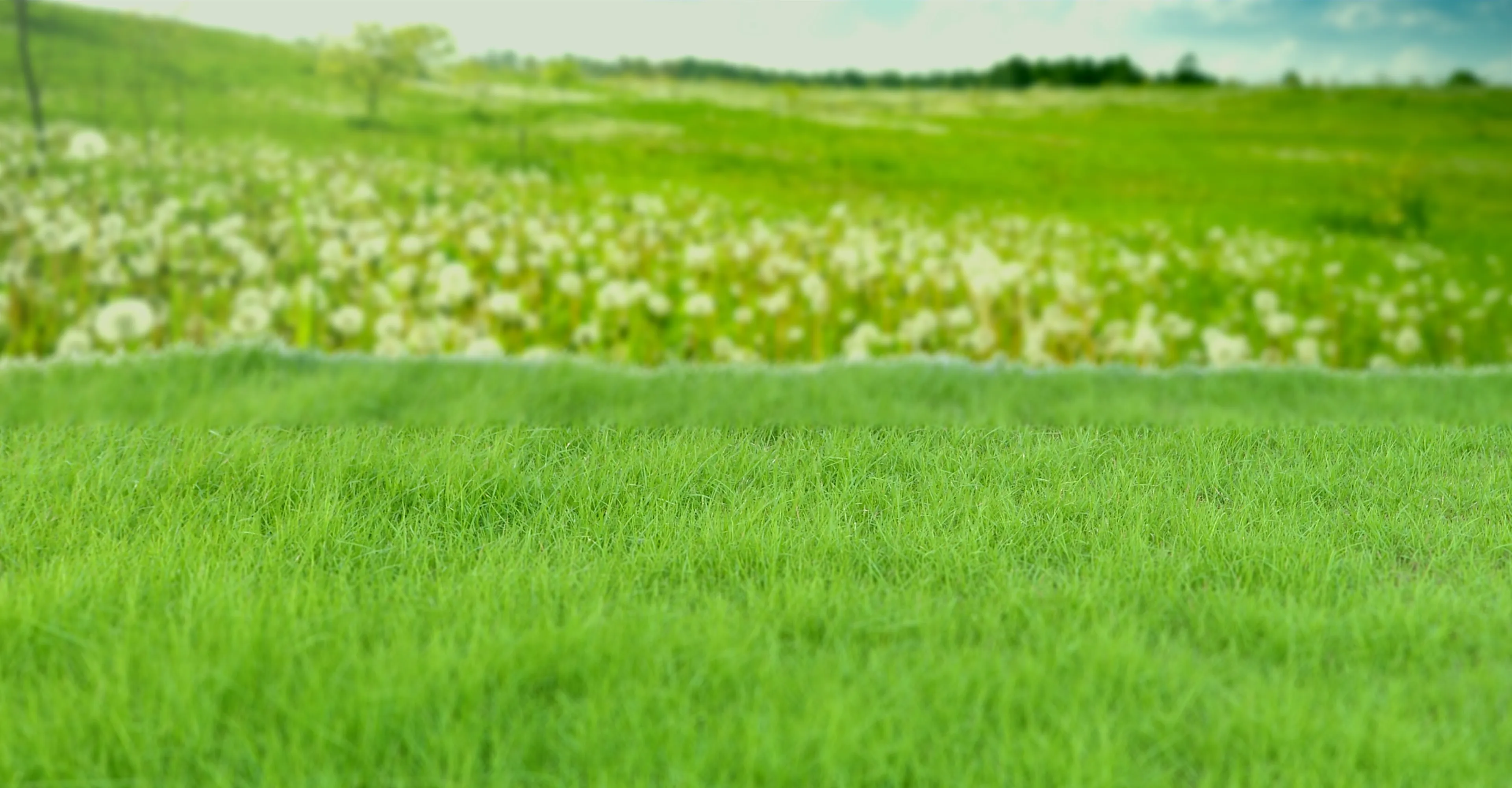 home background